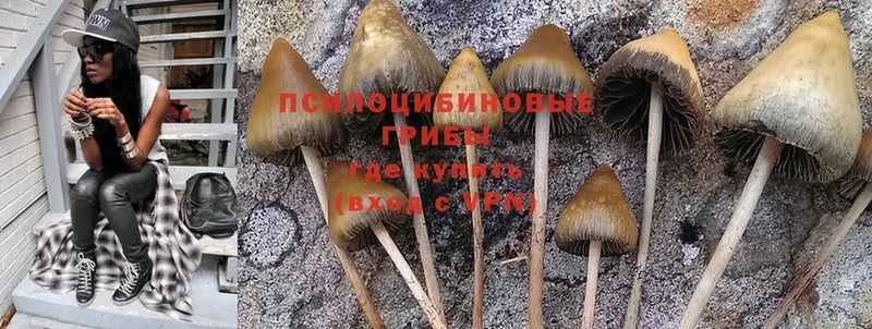 Псилоцибиновые грибы Cubensis  Жирновск 